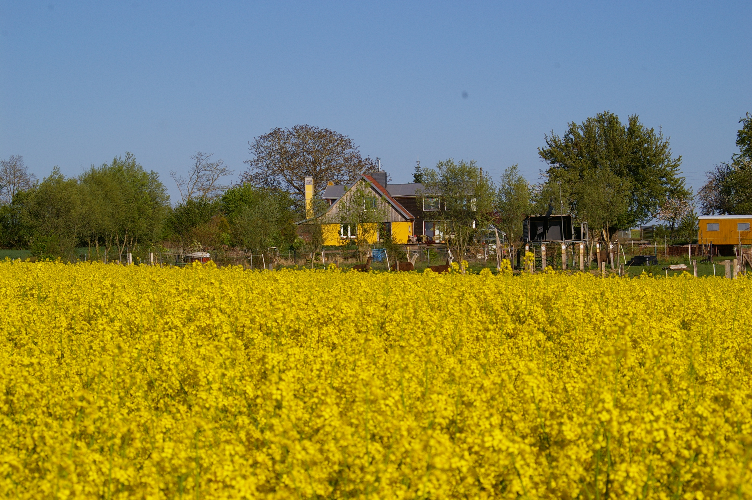 Rapsfeld an der Pilgerherberge