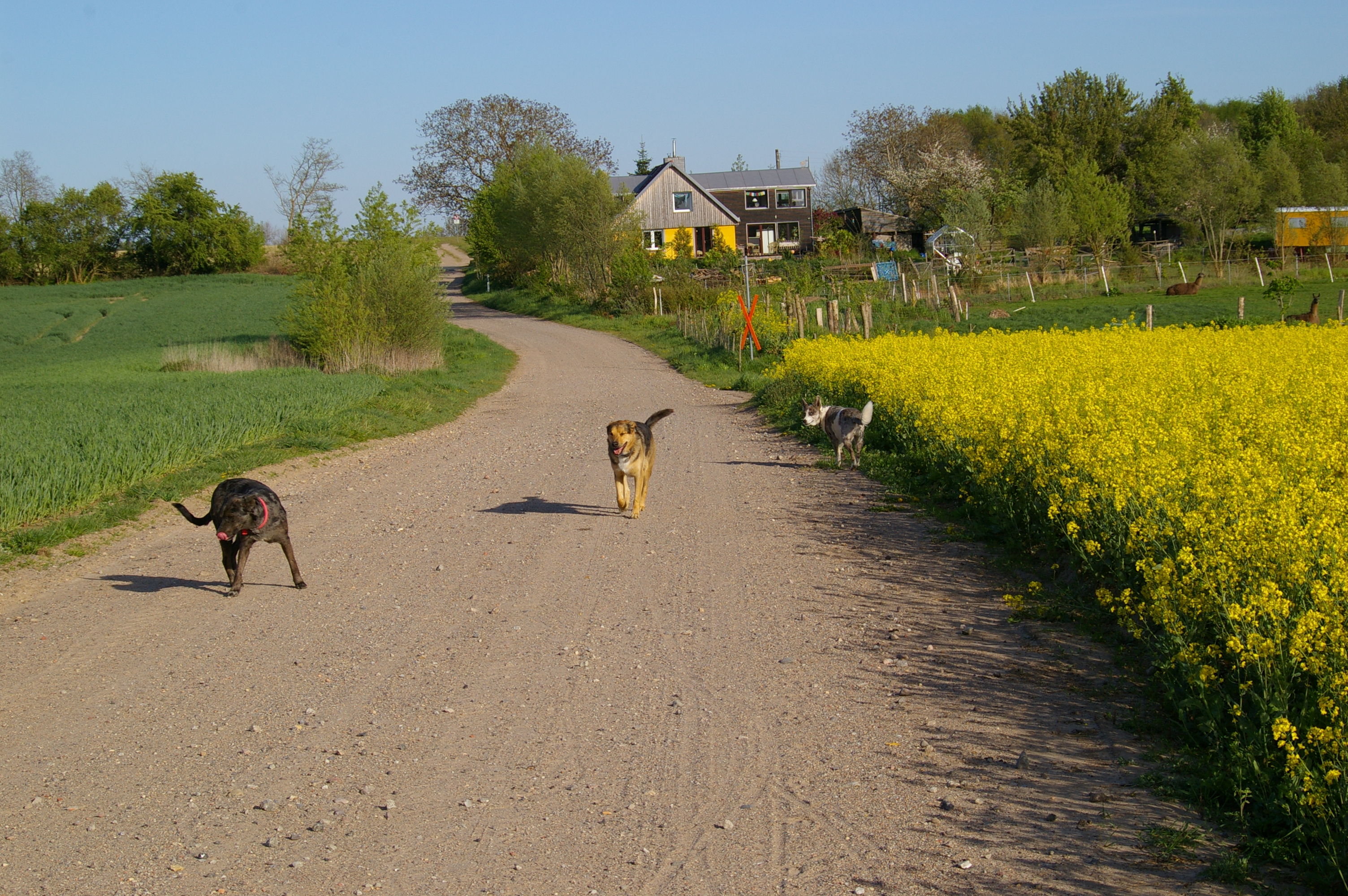"VIA BALTICA" 
"Wanderer -
 kommst Du nach Lübeck,
erzähle den dorten
du habest uns hier ruhen sehen -
wie das Gesetz es befahl.